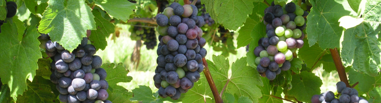 Entretenir sa vigne