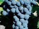 Cabernet Franc
