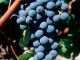 Cabernet Sauvignon