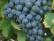 Grenache Noir