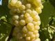 Chenin