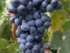 Merlot
