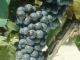 Cot Malbec