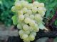Chardonnay