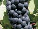 Gamay