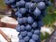Syrah