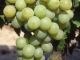 Muscat Alexandrie