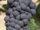 Pinot Noir