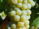 Sauvignon